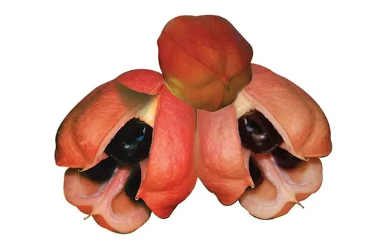 The National Fruit