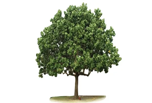The National Tree