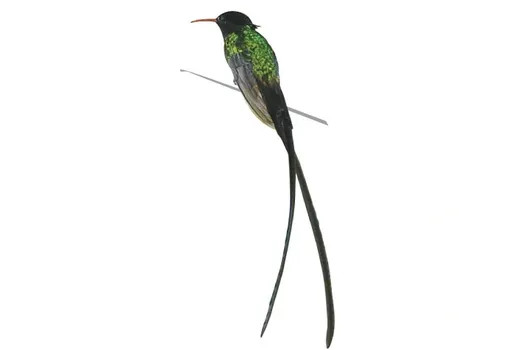The National Bird
