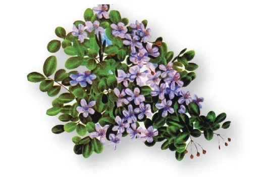 The National Flower